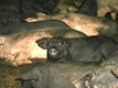"Eco" Experience of Mavrovic's Pigs