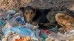 How to Help Homeless Animals