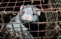 Mink in fur farming [ 724.39 Kb ]