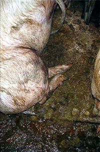 Farma svinja 5 [ 96.51 Kb ]