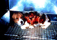 Vivisection 37 (dog) [ 32.92 Kb ]