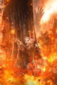 Klokan - po�ar u Australiji