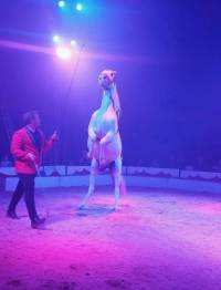 Cirkus Candy u Zapreiu - konj - listopad 2023. [ 43.91 Kb ]