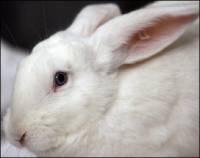 White rabbit [ 18.22 Kb ]
