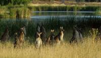 Kangaroos waiting for death - Copyright: Ray Drew [ 93.07 Kb ]