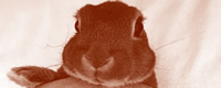 critical look at animal experimentation