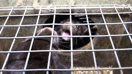 Belgium Against Fur Farming, Photo: Animal Rights NL / BE [ 155.83 Kb ]
