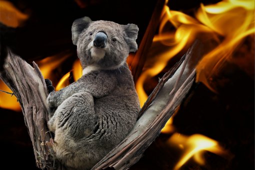 Koala - poari u Australiji [ 278.86 Kb ]