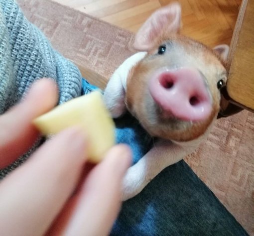 Pig Spasa 1 [ 102.41 Kb ]