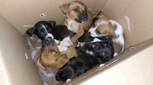 puppies in a box [ 76.46 Kb ]