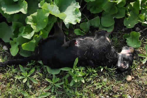 Kujica Korina, koju je lovac ustrijelio 7.5.2006. pred oima skrbnice Vlatke Erceg iz Varadina 2