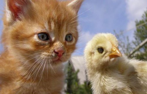 Mačka i pilić Mačka i pilić