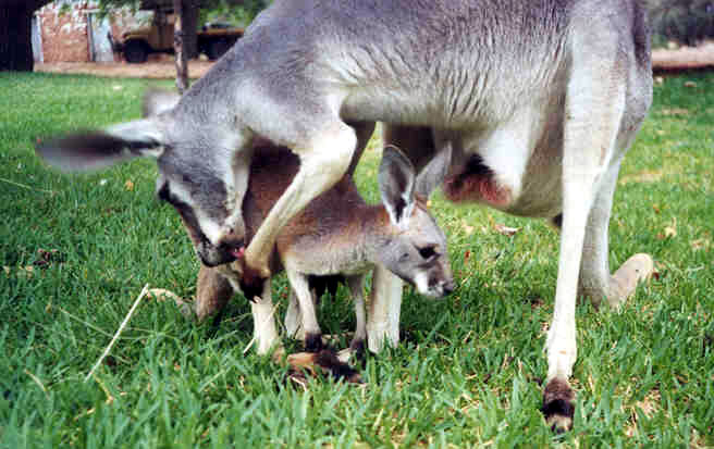 Afc Kangaroo Killing In Australia