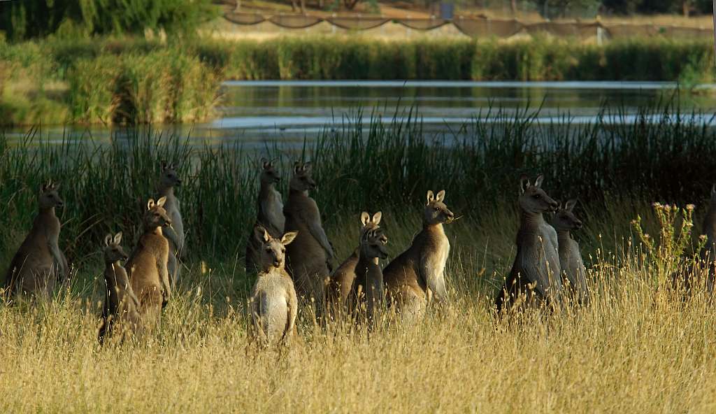 kangaroos in australia. Kangaroo Killing in Australia
