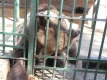 Medvjed u zoolokom vrtu u Splitu