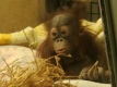 Djete orangutana u zoolokom vrtu - Wanda Embar