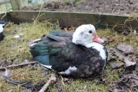 Posjet uto�i�tu Koki [ 147.53 Kb ]