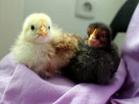 chicks [ 76.71 Kb ]