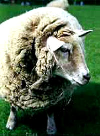 Genetički inženjering na ovci [ 26.66 Kb ]