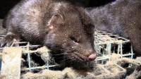 Belgium Against Fur Farming, Photo: Animal Rights NL / BE