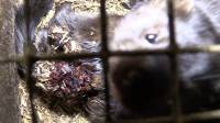 Belgium Against Fur Farming, Photo: Animal Rights NL / BE