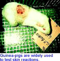 Guinea pig [ 34.95 Kb ]