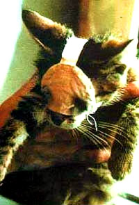 Pokus na ma�ki [ 30.52 Kb ]