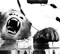 Majmun u boli [ 24.50 Kb ]