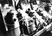 Pokusi na psima [ 23.10 Kb ]