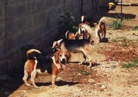 Indija - oslobođeni psi iz laboratorija [ 351.51 Kb ]