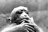 Majmun zašivenih očiju kojeg je iz laboratorija University of California Riverside oslobodio ALF (Animal Liberation Front) 1985. godine. [ 13.38 Kb ]