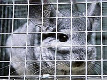 Ban fur farming