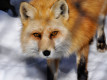 Fur Industry