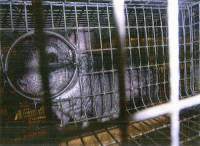 Behind the Fur Coat: The Story of Chinchillas in 20 Photos