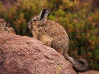 Behind the Fur Coat: The Story of Chinchillas in 20 Photos