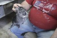 Behind the Fur Coat: The Story of Chinchillas in 20 Photos