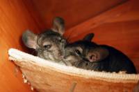 Behind the Fur Coat: The Story of Chinchillas in 20 Photos