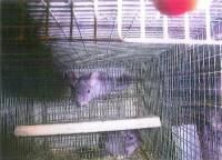 Behind the Fur Coat: The Story of Chinchillas in 20 Photos