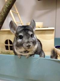 Behind the Fur Coat: The Story of Chinchillas in 20 Photos