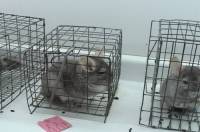 Behind the Fur Coat: The Story of Chinchillas in 20 Photos