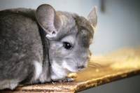 Behind the Fur Coat: The Story of Chinchillas in 20 Photos