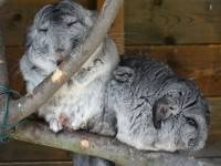 Behind the Fur Coat: The Story of Chinchillas in 20 Photos