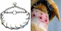 Ozljeda na psu od bodljikave ogrlice [ 75.81 Kb ]
