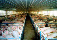Farma svinja [ 17.55 Kb ]