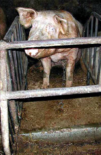 Pig farm 4 [ 81.55 Kb ]