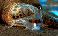 kornjaca u plasticnoj vrecici [ 106.18 Kb ]