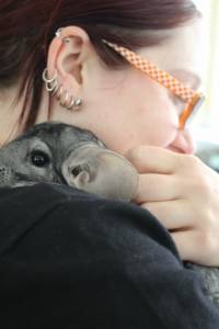 Adopted chinchillas 14 [ 83.79 Kb ]
