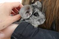 �in�ile u uzgoju 17 [ 115.75 Kb ]