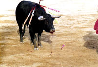 Borba bikova 2 [ 49.08 Kb ]