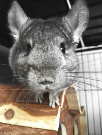 Rescued chinchillas in their homes [ 1.20 Mb ]